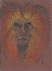 Monkey Endangered Species Note Card